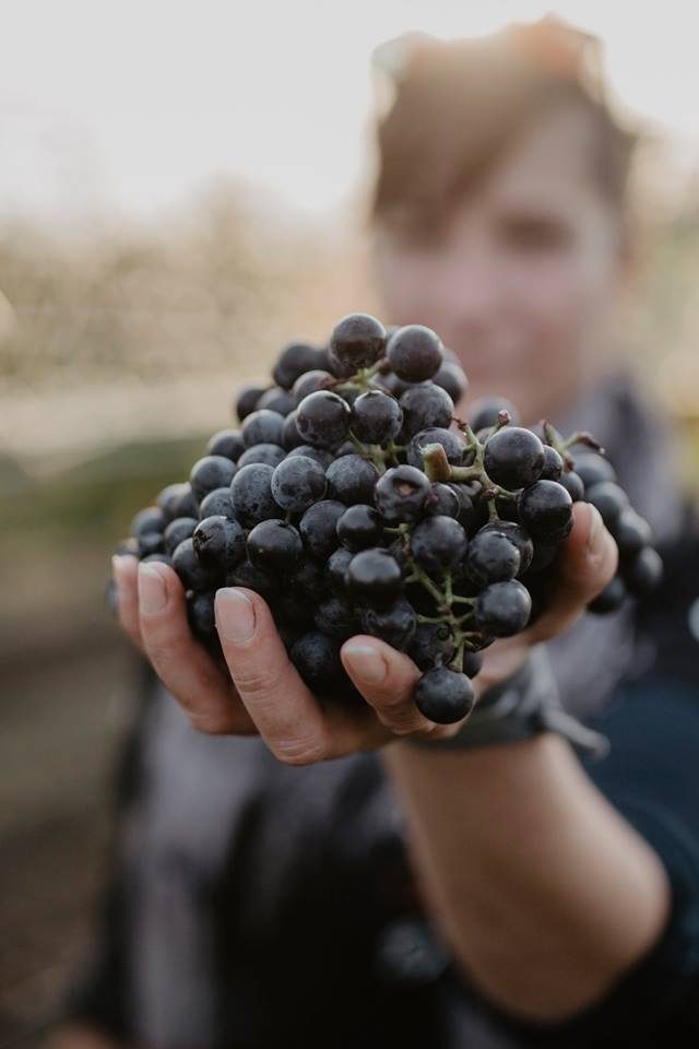 Weingut Hoffmann Impression