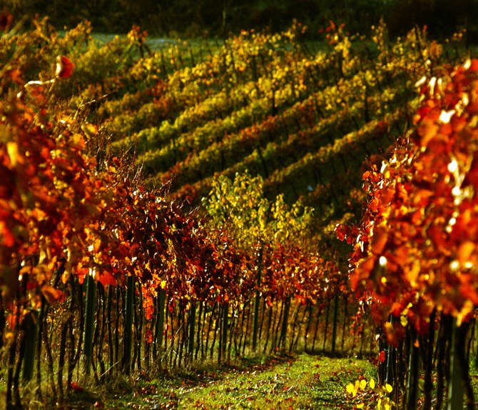 Weingut Jungmayr