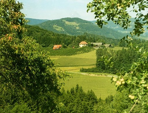 Weingut Peiserhof Impression