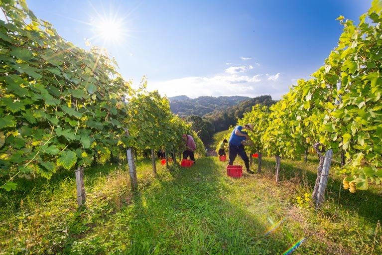 Weingut Pongratz