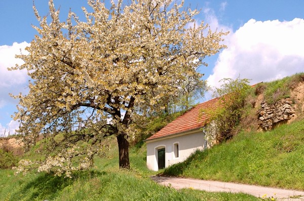 Grüner Veltliner Kremstal DAC