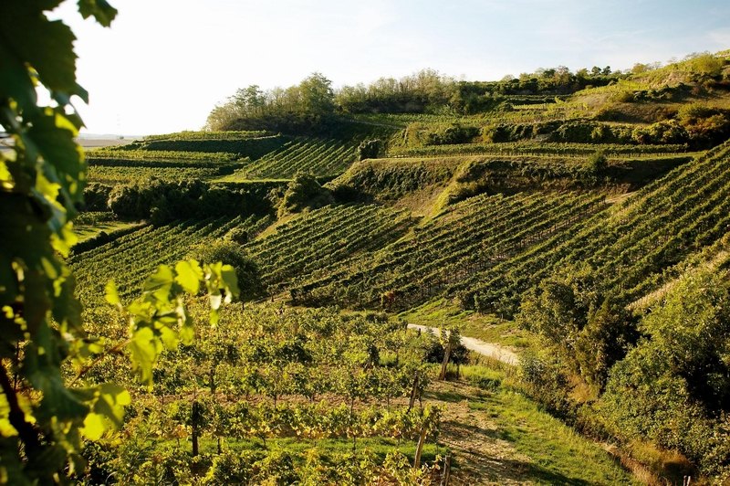 Vinothek Köpf Innenansicht